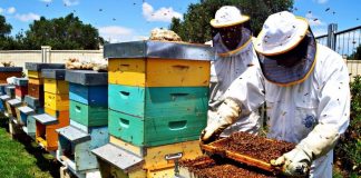 apicoltore alveare api regione del veneto miele api ape