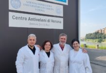 Mazze da tamburo e Lepiota, attenzione ai funghi: 836 non commestibili nel 2025