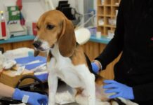 Aptuit perde il ricorso in Cassazione: gli 8 Beagle sequestrati restano affidati alla LAV