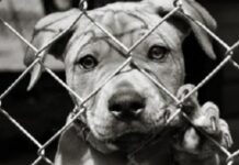 Maltrattamento di animali, il Comune porta il caso in tribunale
